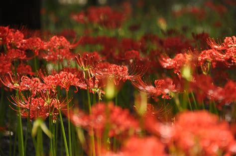 紅蓮華 彼岸花|【2021年】秋の訪れを告げる紅蓮の花〜京都府の彼。